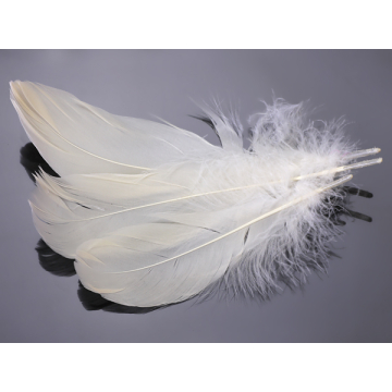 Pióra naturalne barwione koloru ecru 10-16cm