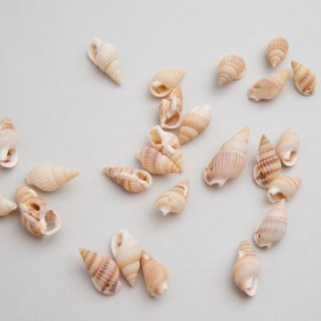 Muszelka podłużna z dziurką kremowa 15-30mm